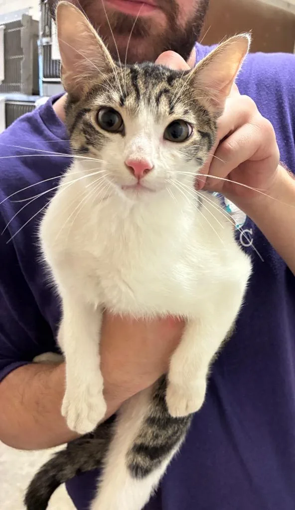 A baby small-sized male Domestic Short Hair cat named Octavius for adoption in Bossier City, LA