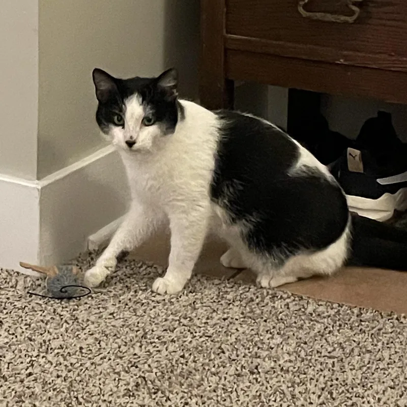 Luke Skywalker thumbnail 4