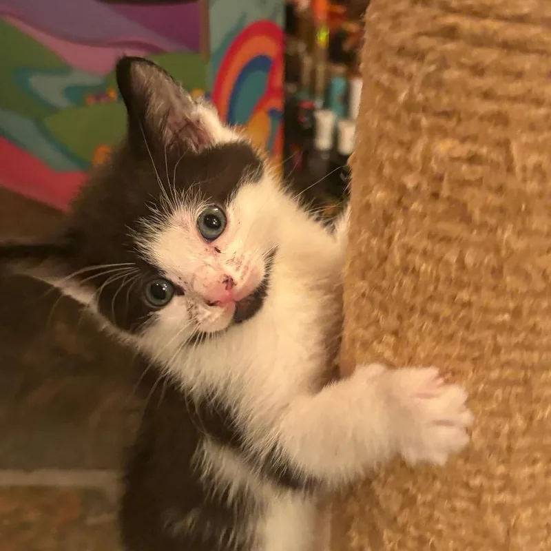 A baby small-sized male Black Domestic Short Hair cat named Mahican for adoption in Canton, IL