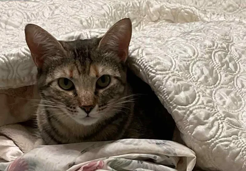 Sage & Swirl  thumbnail 6