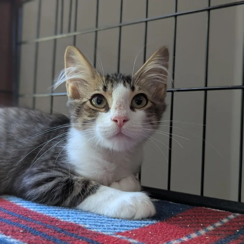 A baby medium-sized male Tabby (Brown / Chocolate) Domestic Medium Hair cat named Alfie for adoption in Ocala, FL