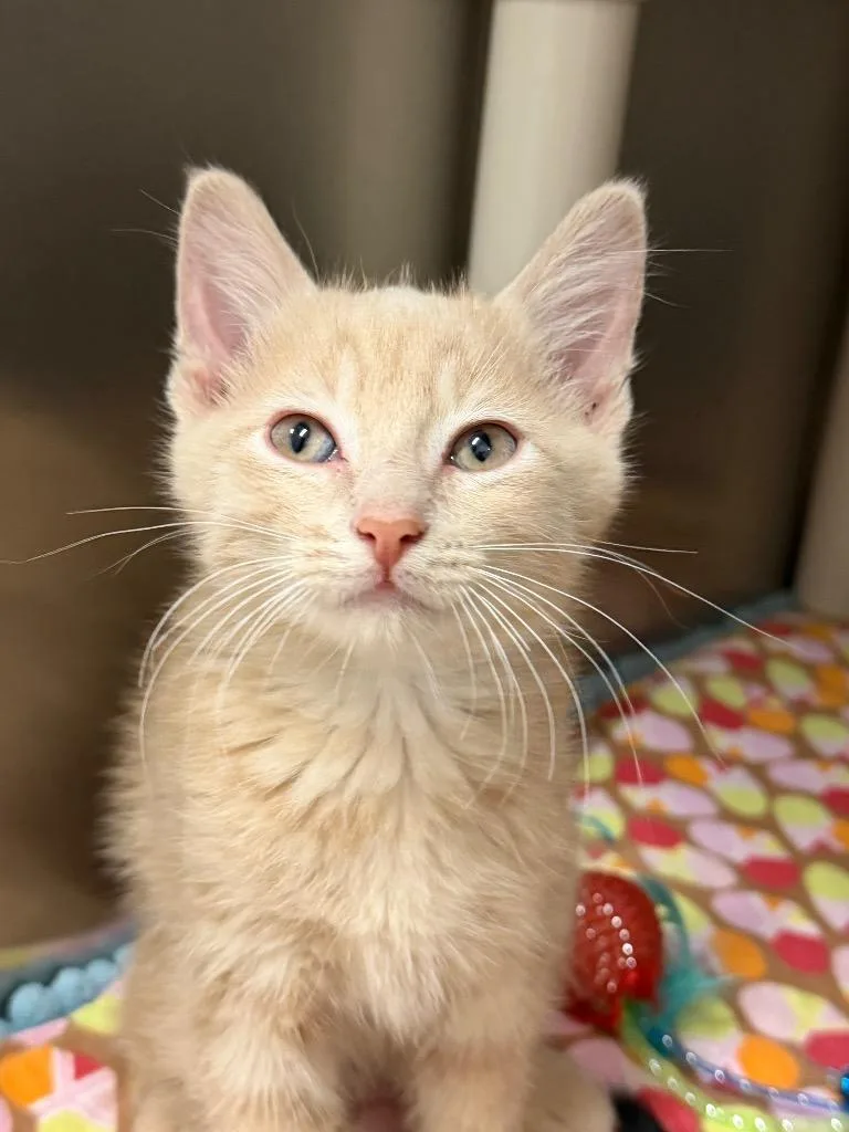 A baby medium-sized male Domestic Short Hair cat named Fred for adoption in Amery, WI