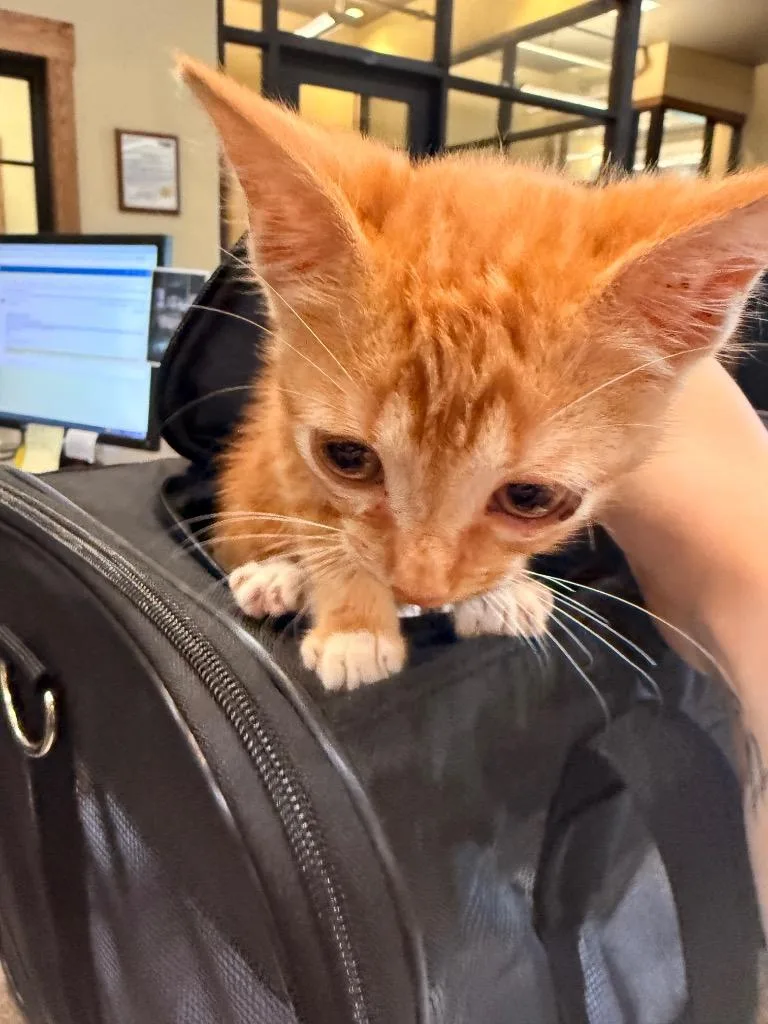 A baby medium-sized male Domestic Short Hair cat named Found Animal for adoption in Douglasville, GA