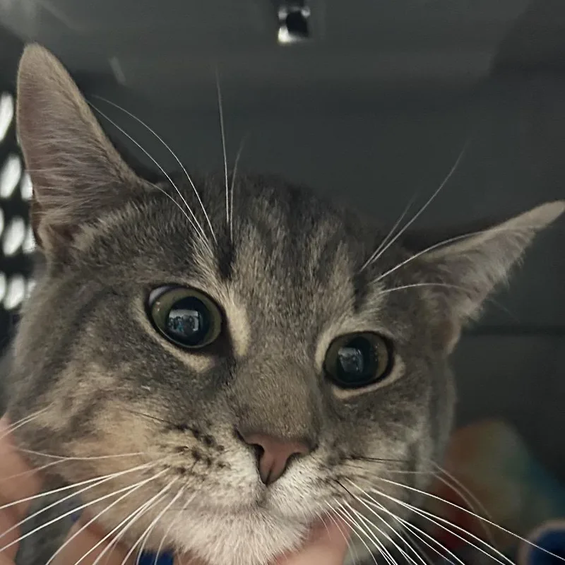 A young medium-sized male Gray / Blue / Silver Domestic Short Hair cat named Elliot for adoption in Lakeland, FL