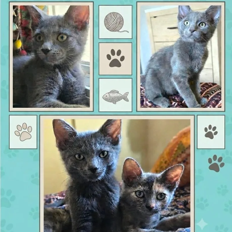 A baby small-sized male Gray / Blue / Silver Domestic Short Hair cat named Shimmer for adoption in Orangevale, CA
