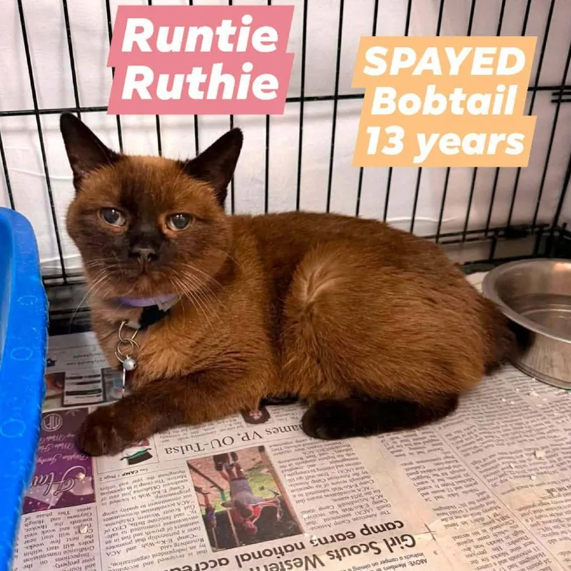 A senior small-sized female Orange / Red American Bobtail cat named Runtie Ruthie for adoption in Spring Hill, KS