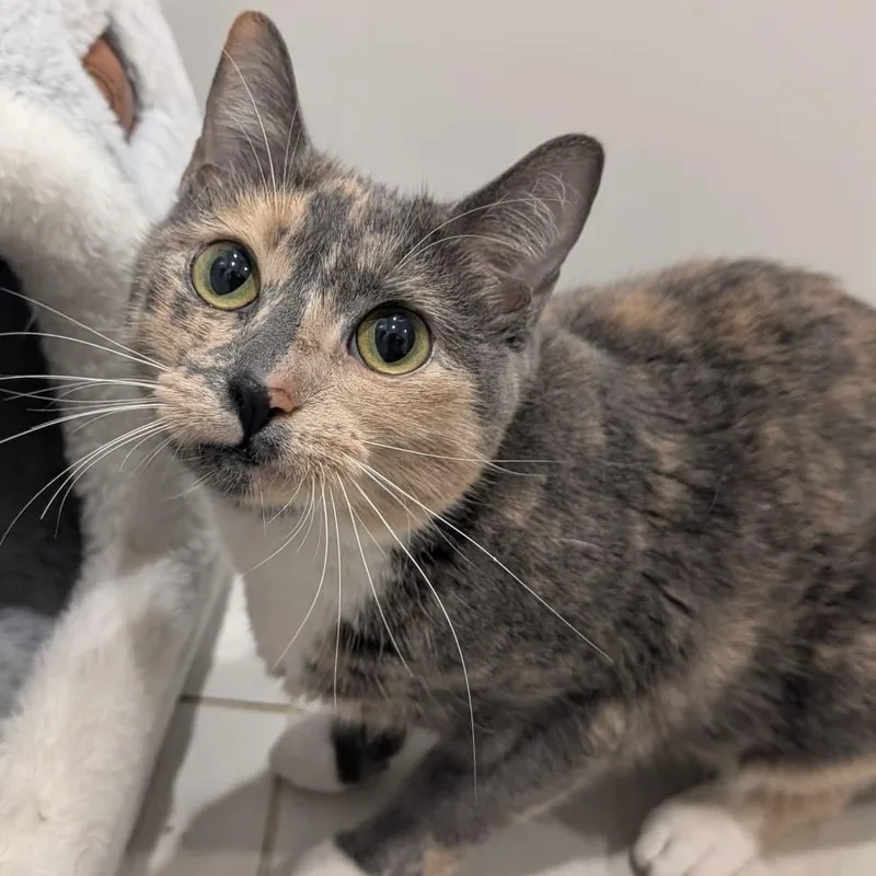 A young medium-sized female Dilute Calico Domestic Short Hair cat named Giuseppia for adoption in New York, NY