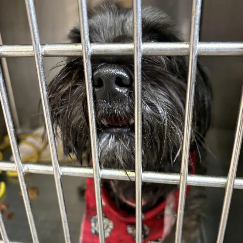 A baby small-sized male Black Shih Tzu dog named Corndog for adoption in Northbrook, IL