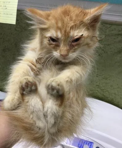 A baby small-sized female Domestic Short Hair cat named Burrata for adoption in Riverside, CA