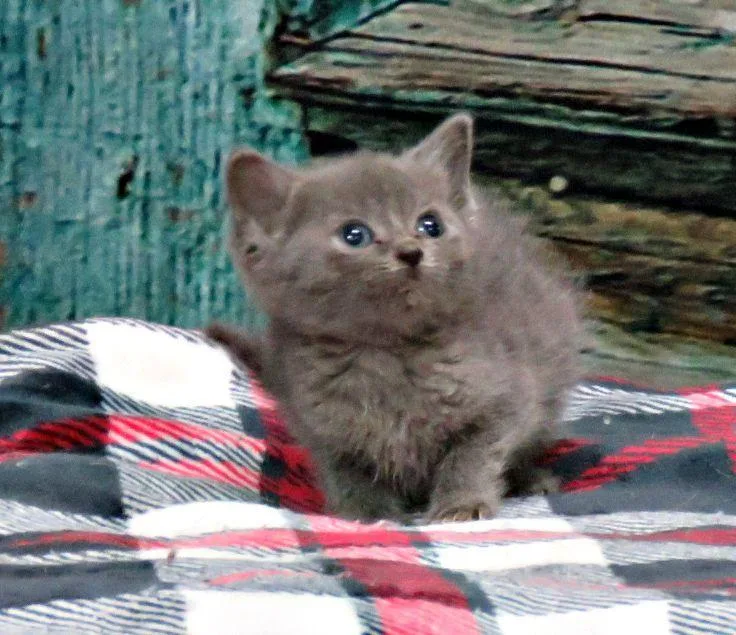A baby medium-sized female Gray / Blue / Silver Domestic Short Hair cat named Ixora for adoption in Lexington, VA