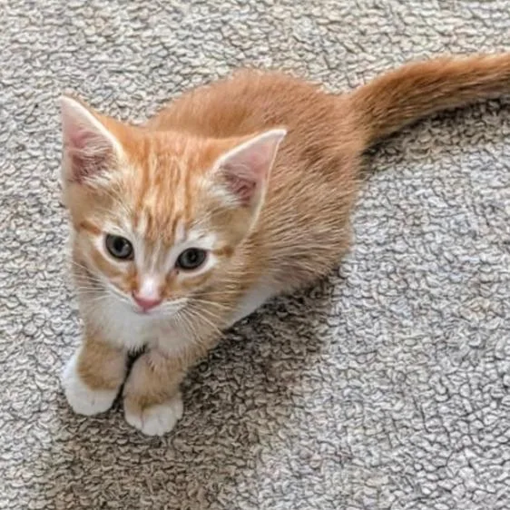 A baby small-sized male Orange / Red Domestic Short Hair cat named Caspian for adoption in Pasadena , MD