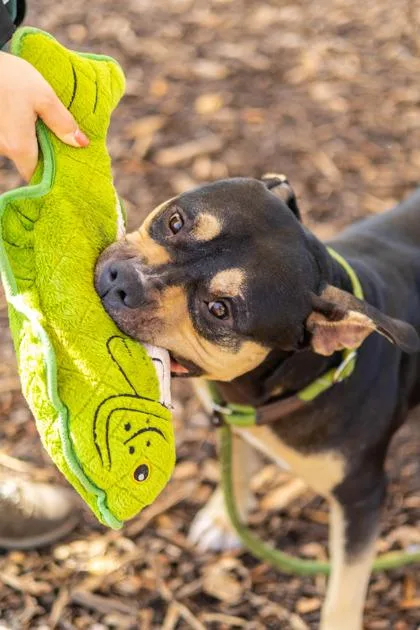 An adult large-sized male Mixed Breed dog named Bandito for adoption in Chamblee, GA