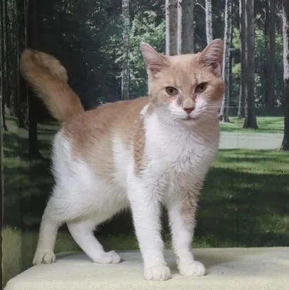 An adult large-sized male Domestic Short Hair cat named Bean Bag Chair for adoption in West Chester, PA