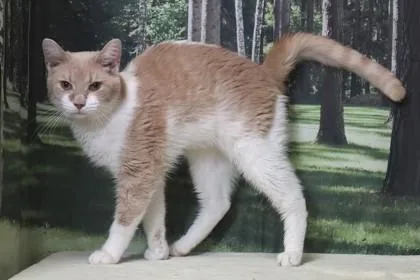 Bean Bag Chair thumbnail 3