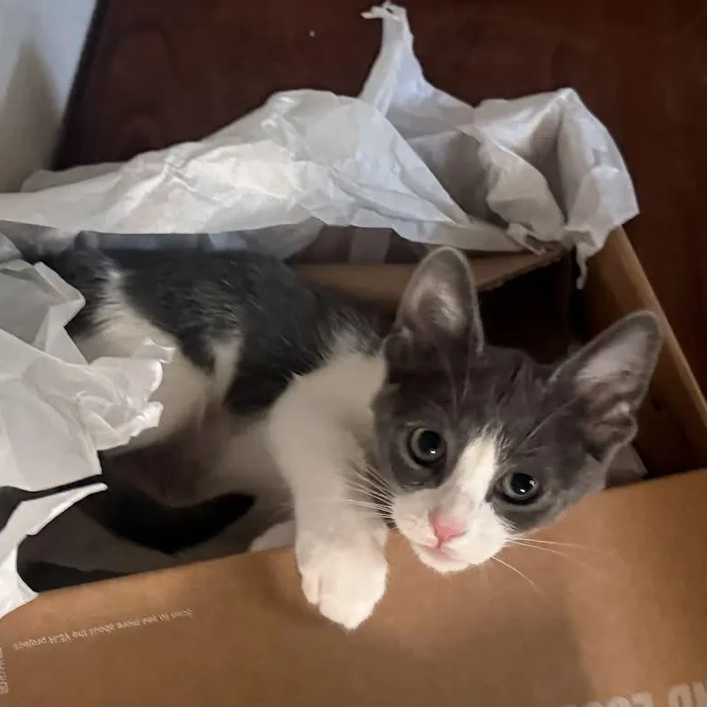 A baby small-sized female Gray & White Domestic Short Hair cat named Harmony for adoption in Antioch, CA