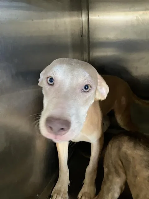 A baby large-sized female Mixed Breed dog named Luna for adoption in Dallas, TX