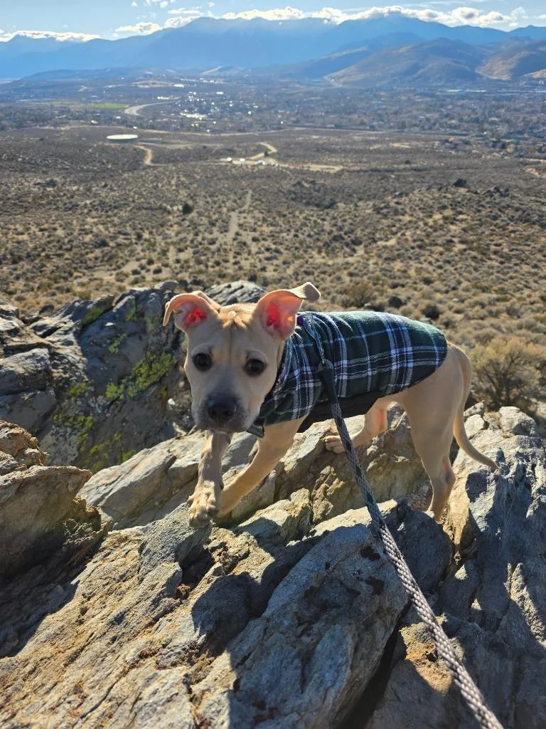 Valkyrie thumbnail 2