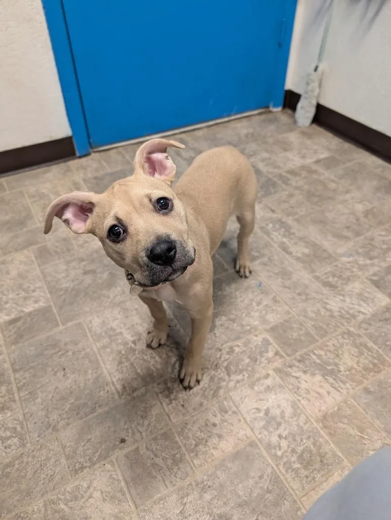 Valkyrie thumbnail 3