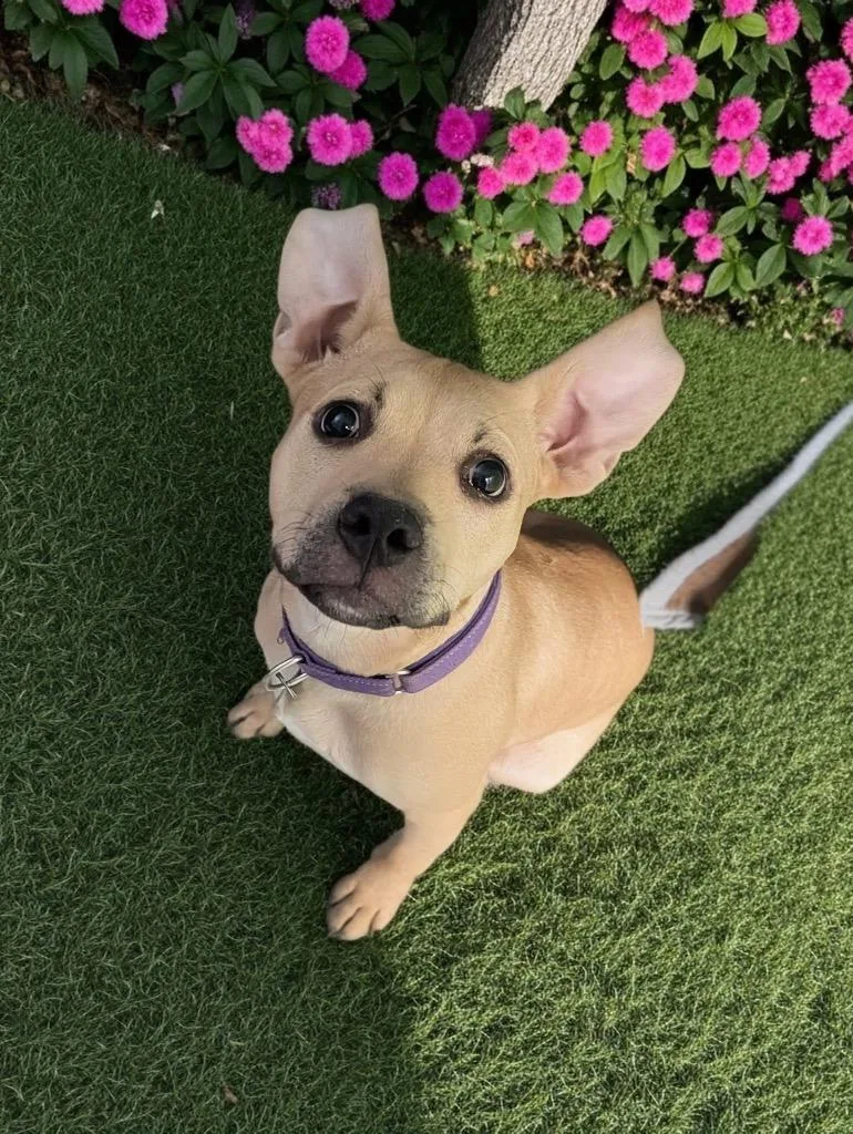 Valkyrie thumbnail 4