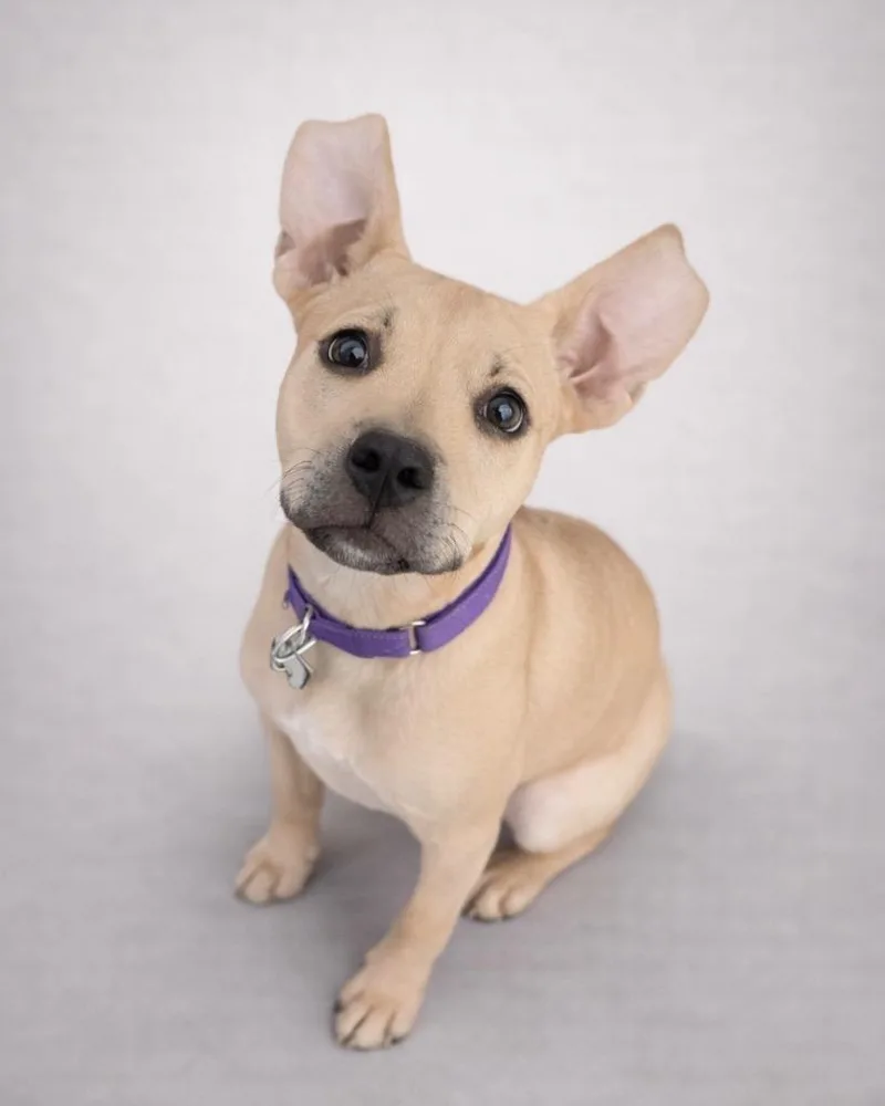 Valkyrie thumbnail 5