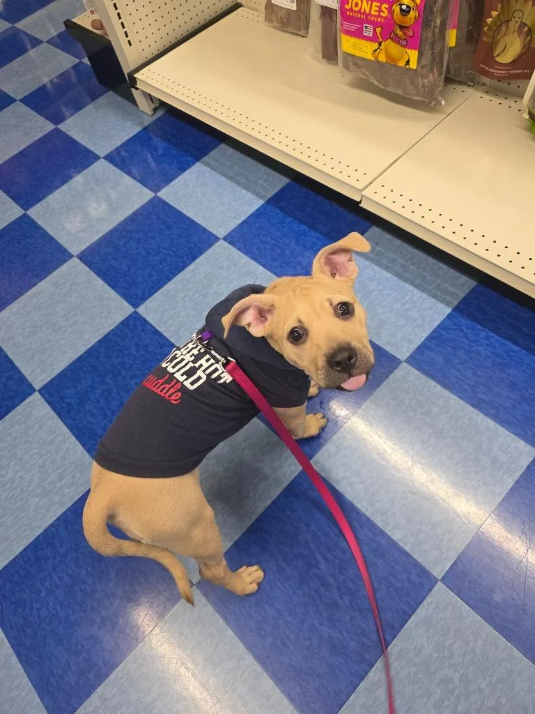 Valkyrie thumbnail 6