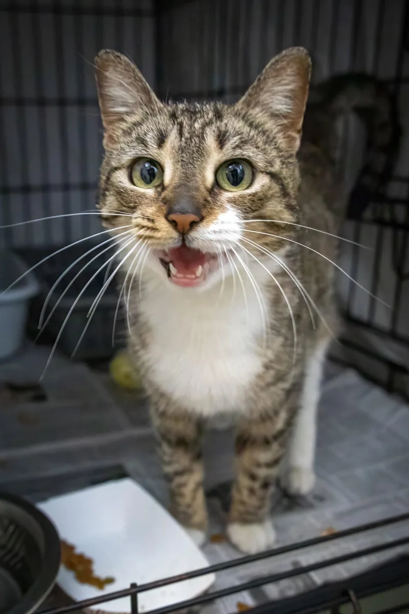 An adult medium-sized female Tabby cat named Lupa for adoption in Greenville, DE