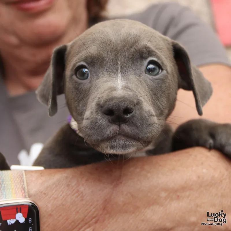 A baby medium-sized male Terrier dog named Fox for adoption in Washington, DC