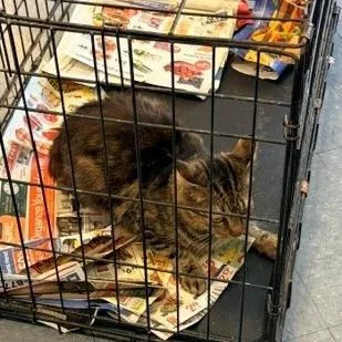A young medium-sized male Brown / Chocolate Extra-Toes Cat / Hemingway Polydactyl cat named Hansel for adoption in Long Beach, CA