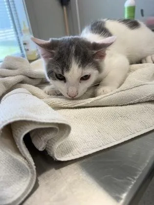 An adult medium-sized male Domestic Short Hair cat named Camo for adoption in Lafayette, IN