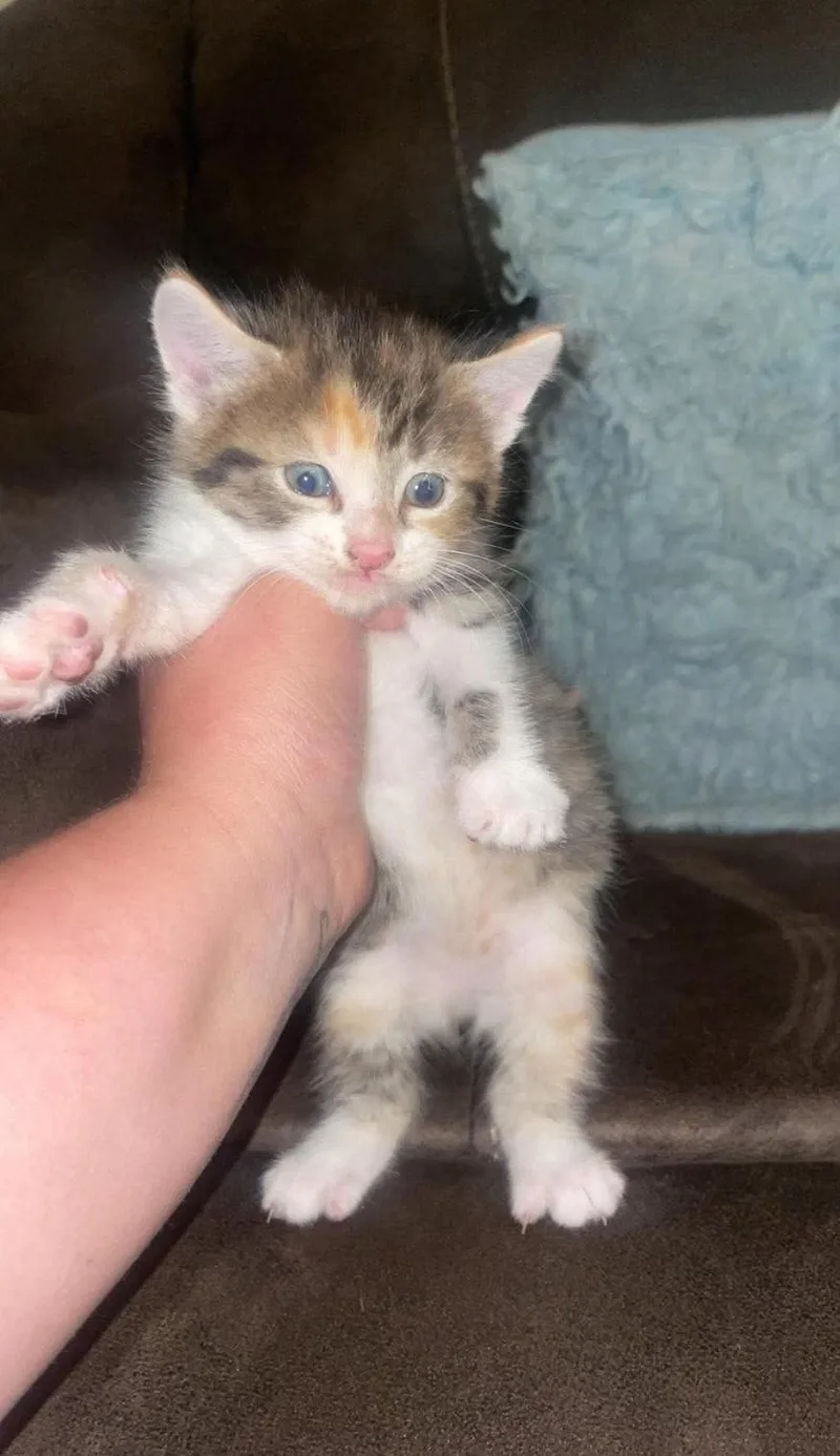 A baby small-sized female Domestic Short Hair cat named Meep for adoption in Sanford, FL
