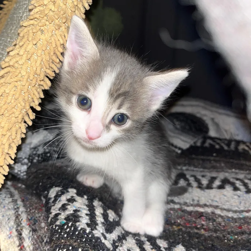 A baby small-sized male Gray & White Domestic Short Hair cat named Moon for adoption in Sherman Oaks, CA