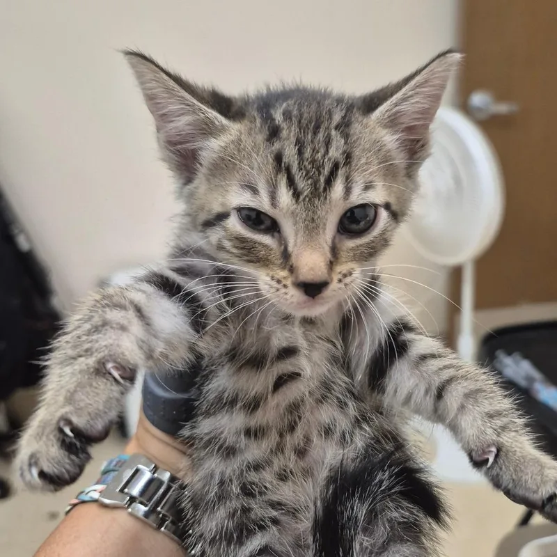 A baby small-sized female Brown / Chocolate Domestic Short Hair cat named Stacy for adoption in Lake Panasoffkee, FL