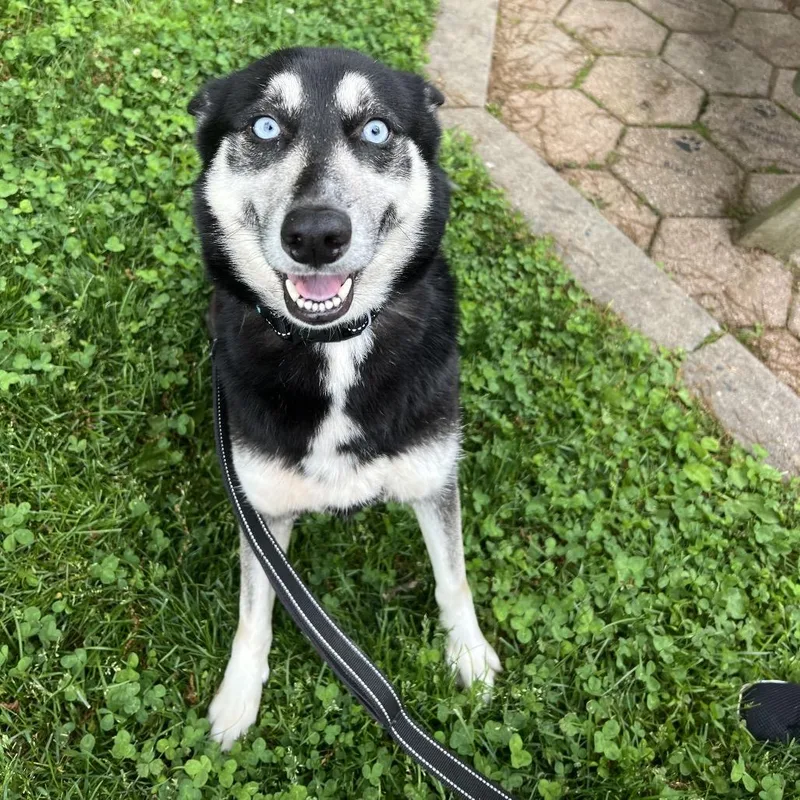 An adult medium-sized female Black Husky dog named Bailey for adoption in Hampton Bays, NY