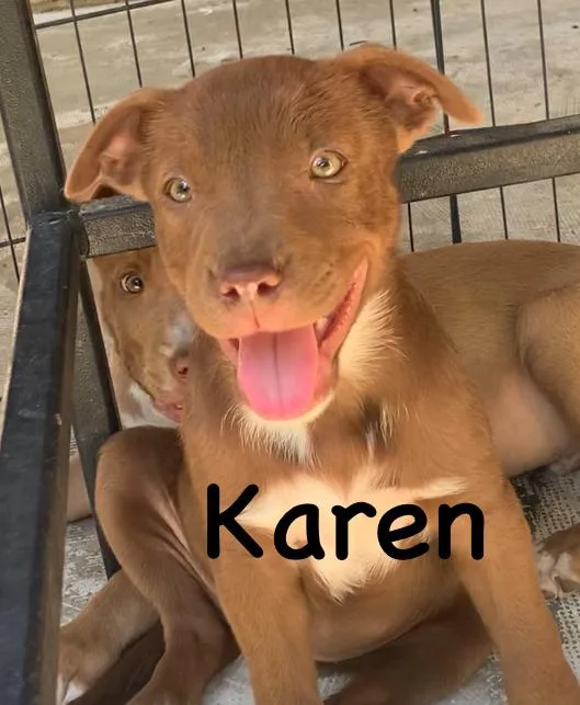 A baby medium-sized female Mixed Breed dog named Karen for adoption in Comanche, TX