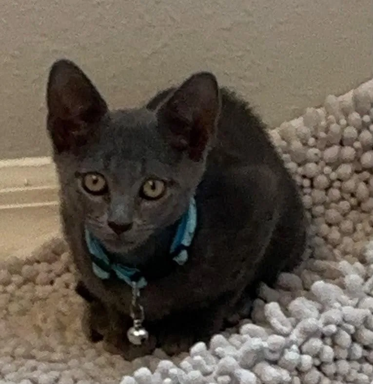 A baby small-sized male Gray / Blue / Silver Domestic Short Hair cat named Tom for adoption in Orlando, FL