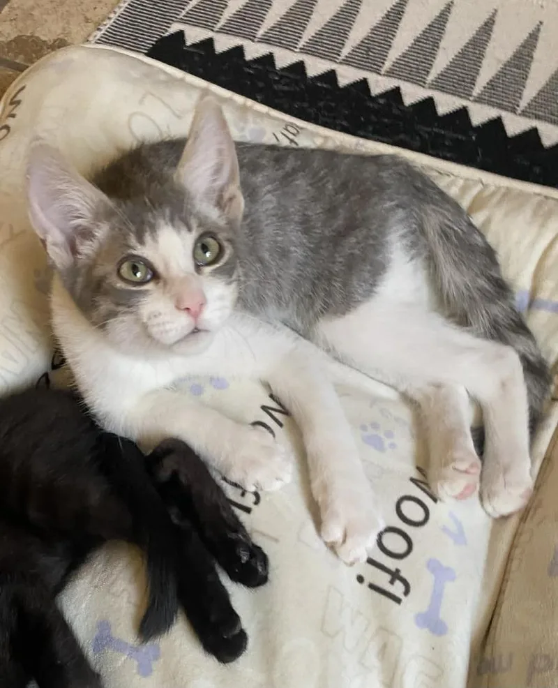 A baby medium-sized male Domestic Short Hair cat named Key Largo for adoption in tucson, AZ