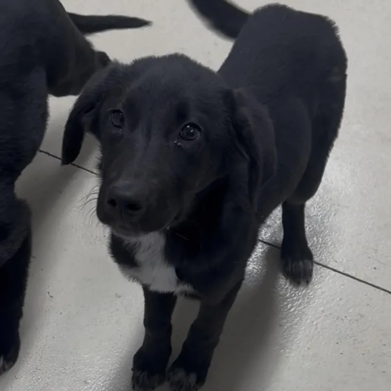 A baby small-sized female Black Labrador Retriever dog named Raven for adoption in Shelbyville, IL