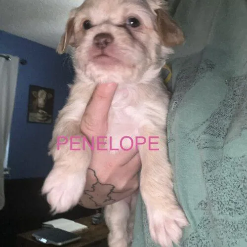 A baby small-sized female Yellow / Tan / Blond / Fawn Shih Tzu dog named Penelope Bridgerton for adoption in Broken Arrow, OK