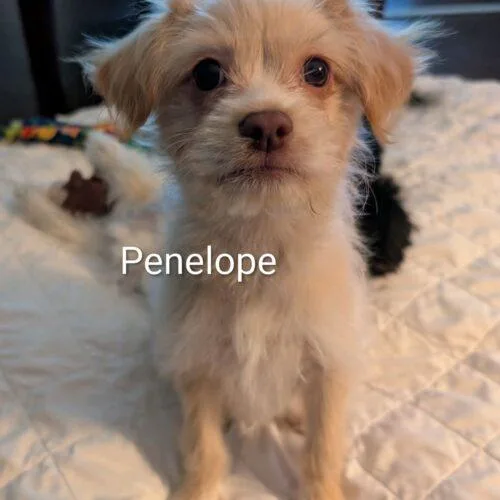 Penelope Bridgerton thumbnail 3