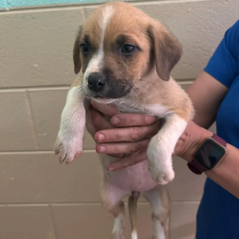 A baby small-sized female Yellow / Tan / Blond / Fawn Mixed Breed dog named Cedar for adoption in Westhampton, NY