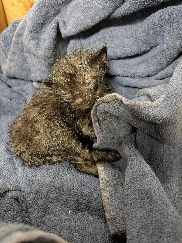 A young small-sized male Domestic Short Hair cat named Catalytic Converter for adoption in Cincinnati, OH