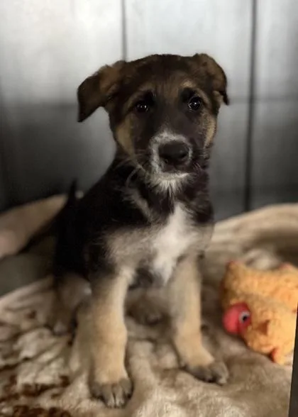 A baby medium-sized male Shepherd dog named Vicente for adoption in Red Bluff, CA