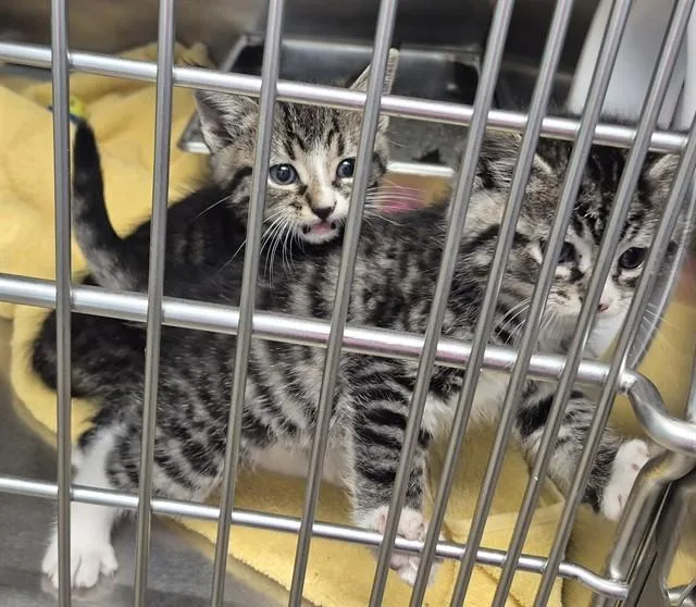 A baby small-sized male Domestic Short Hair cat named Slinky for adoption in Decatur, IL