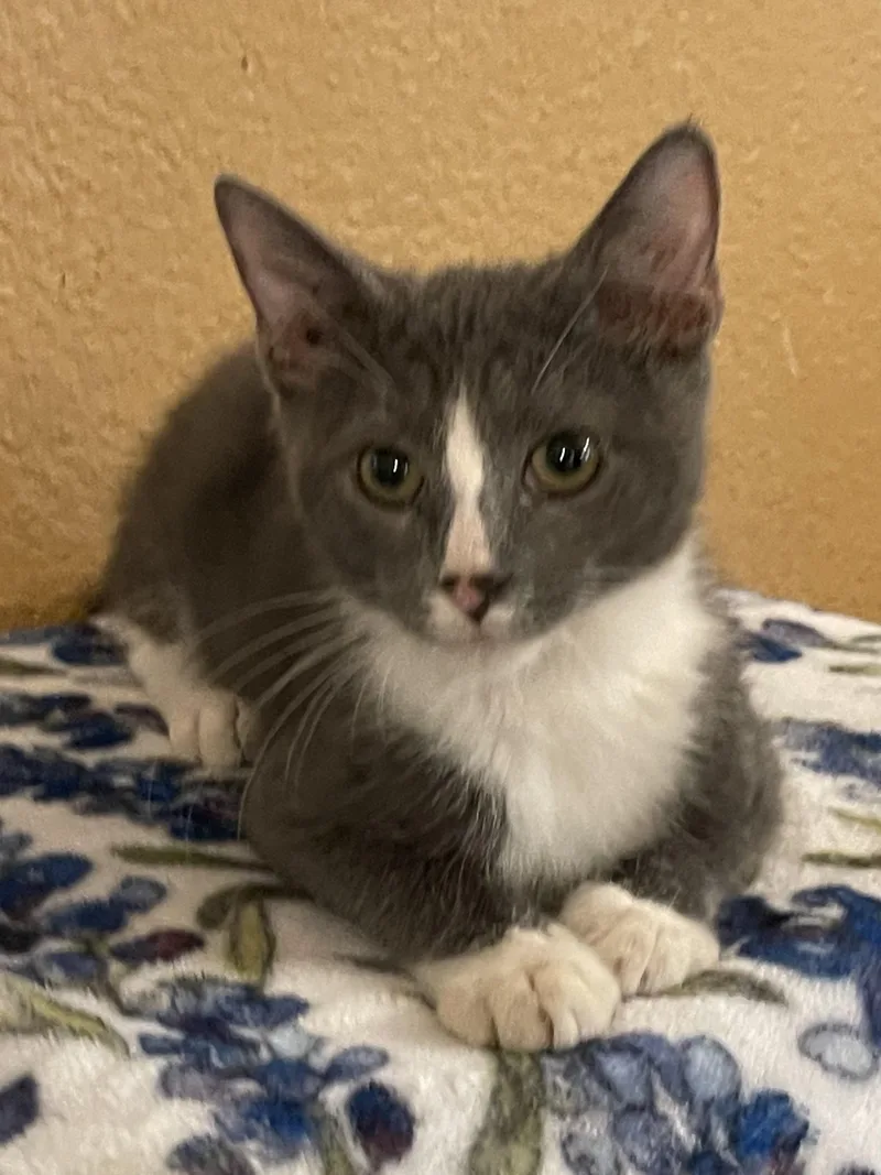 A baby medium-sized male Domestic Short Hair cat named Sarge for adoption in san antonio, TX