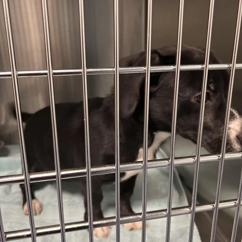 A baby small-sized female Black Mixed Breed dog named Arya for adoption in Greensboro, NC