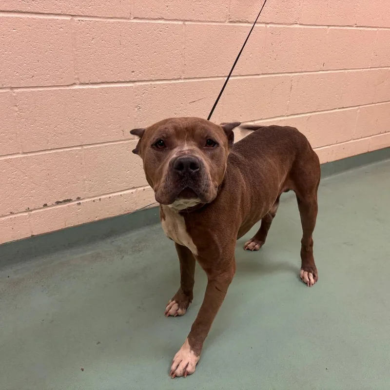 An adult large-sized male Gray / Blue / Silver Mixed Breed dog named Travis for adoption in Memphis, TN