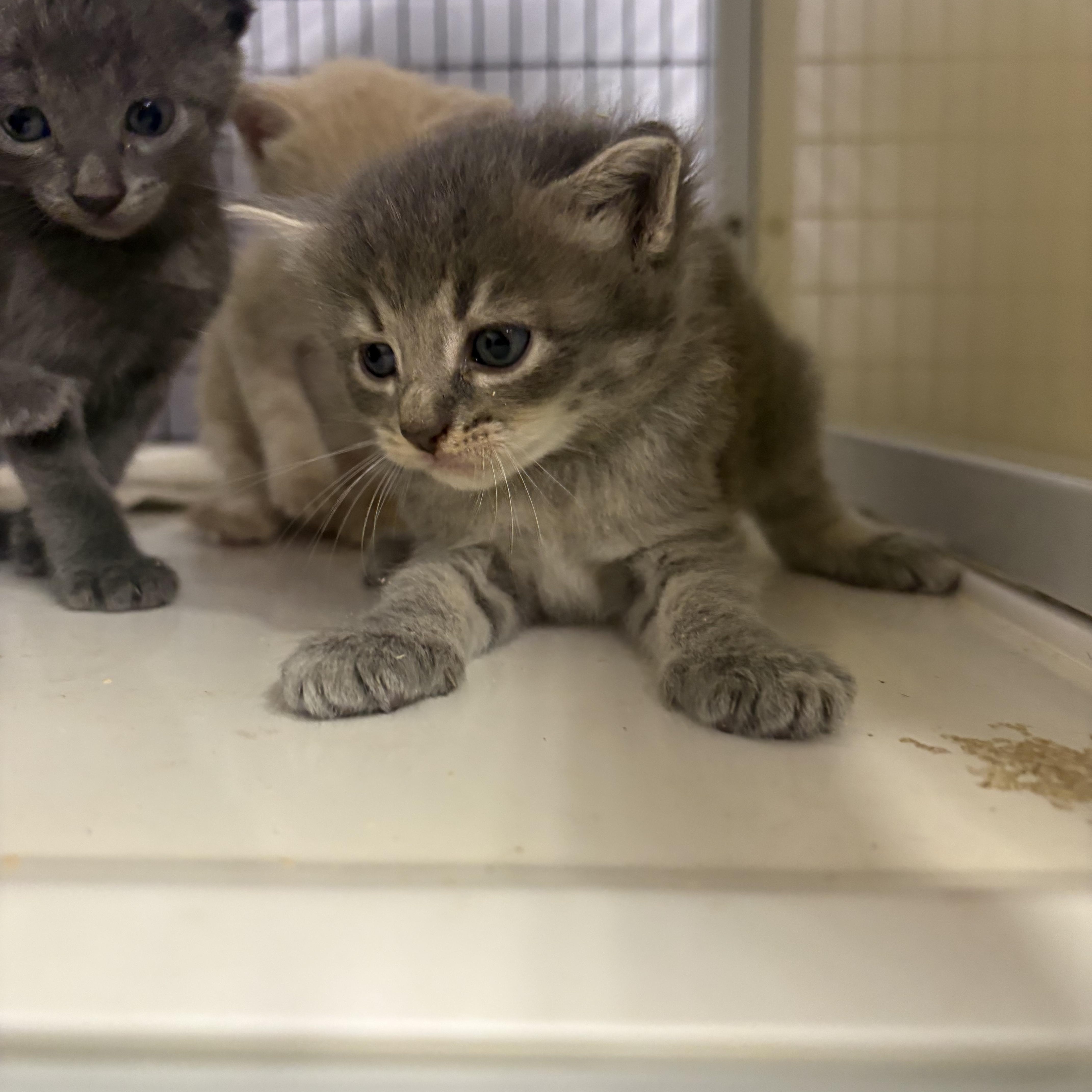 A baby medium-sized male Gray & White Domestic Short Hair cat named Brooks for adoption in Monticello, GA