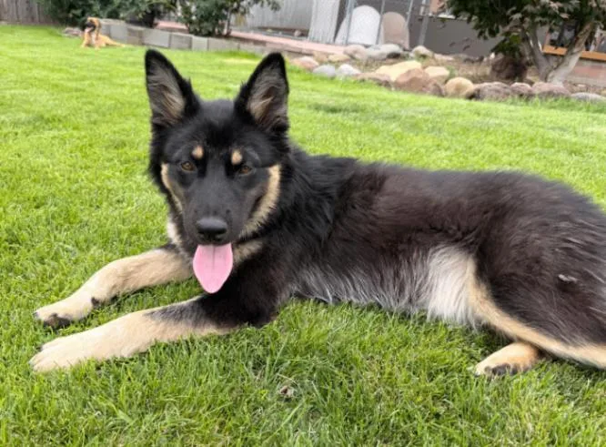 A young medium-sized female Black German Shepherd Dog dog named Foxy for adoption in renton, WA