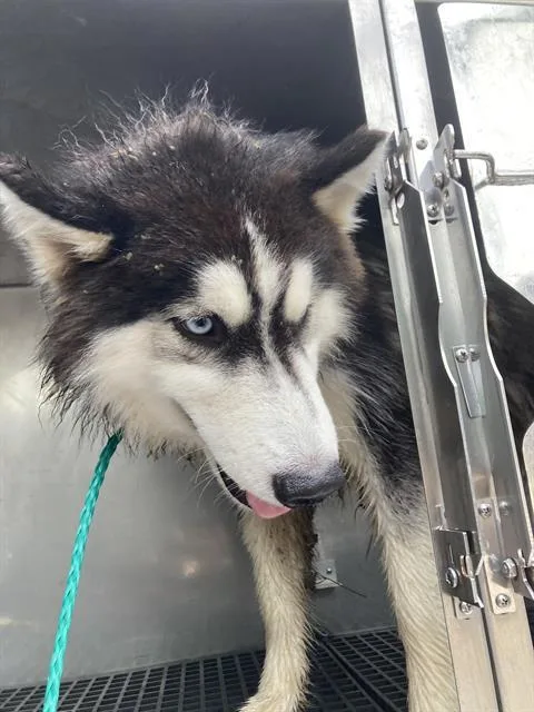 A young large-sized male Mixed Breed dog named Shadow for adoption in Dallas, TX
