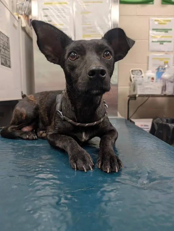 An adult medium-sized female Black Terrier dog named Frenchie for adoption in Mobile, AL
